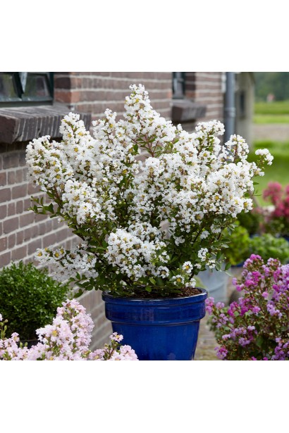 Віз Лав Вірджин в контейнері 